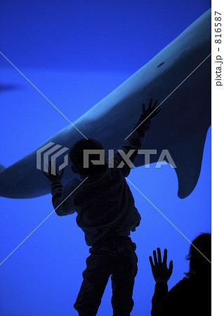 イルカの水槽 親子 イルカの水槽 親子 816587