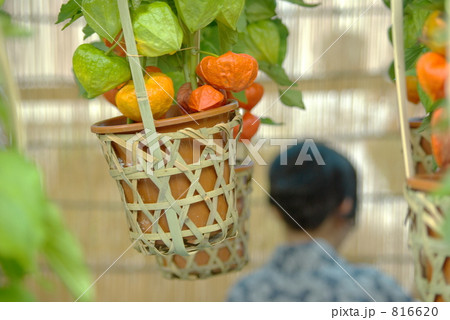 ほおずき市 816620