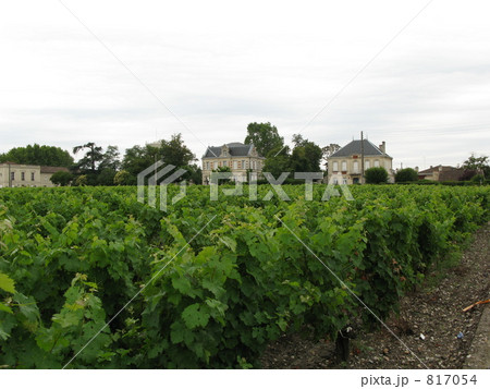 ボルドーはマルゴー村のブドウ畑 817054