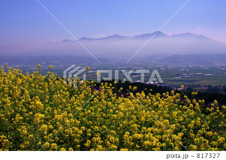 菜の花と十勝岳 817327