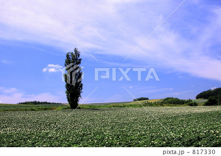 夏のジャガイモ畑 817330