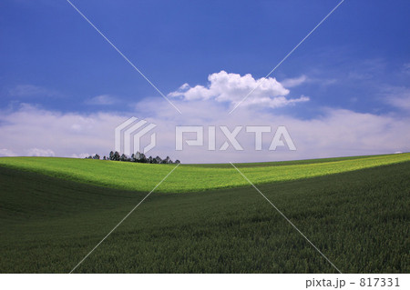 白い雲と麦畑 817331