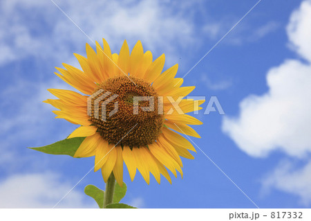 ヒマワリ 817332