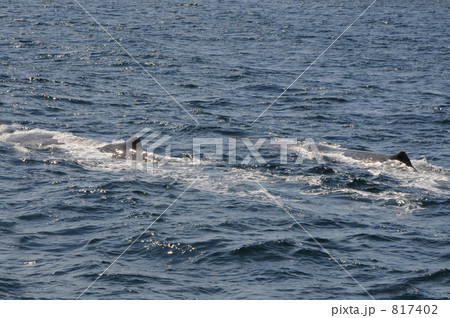 ながすくじら　３ 817402