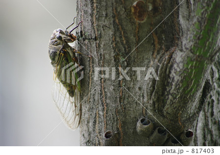 ミンミンゼミ 817403