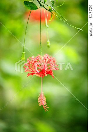 ウナズキヒメフヨウ 817726