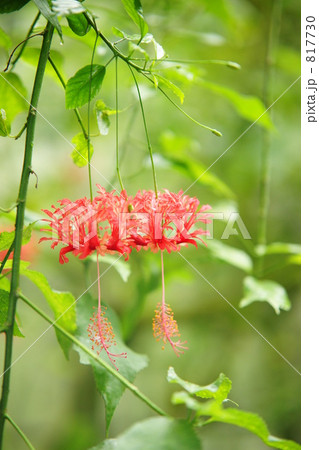 ウナズキヒメフヨウ 817730