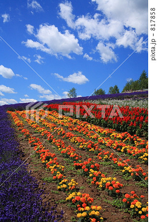 中富良野の花畑 817858