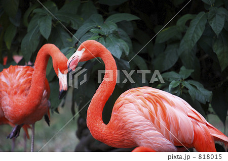 フラミンゴ フラミンゴ 818015