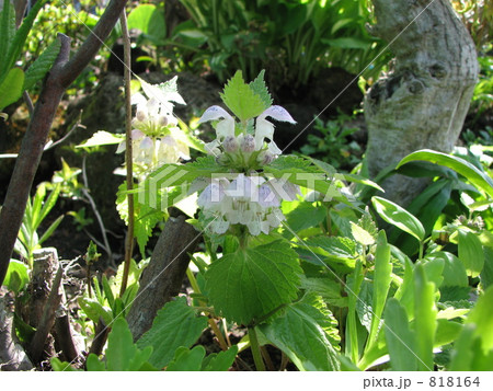 オドリコソウ 818164