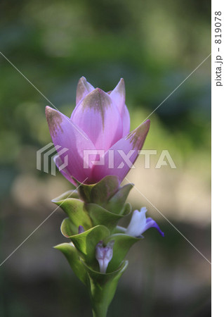 オクラの花 819078