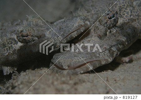 親子で昼寝 819127