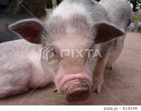 ブタさん 819246