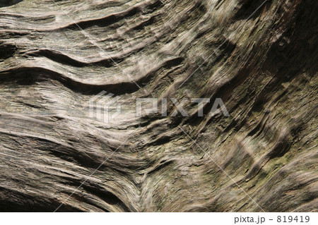 屋久杉の樹皮 819419