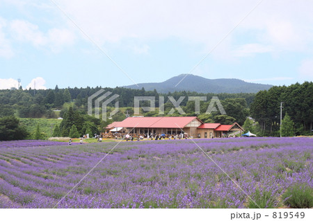 広がるラベンダー畑 819549