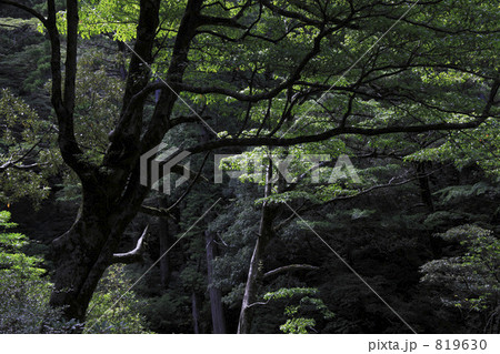 屋久島 819630