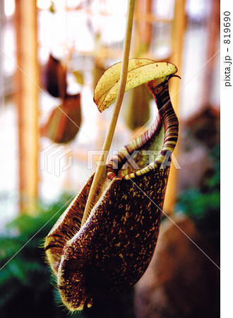 ネペンテス・ラプレシアナ ネペンテス・ラプレシアナ 819690