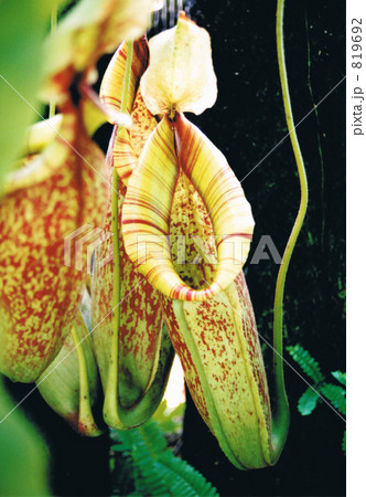 ネペンテス・ダイエリアナ 819692