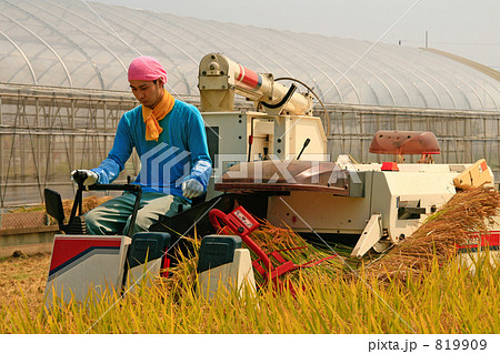 脱穀機で収穫する青年 819909