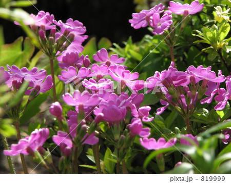 サクラソウ　春の陽を受けて 819999