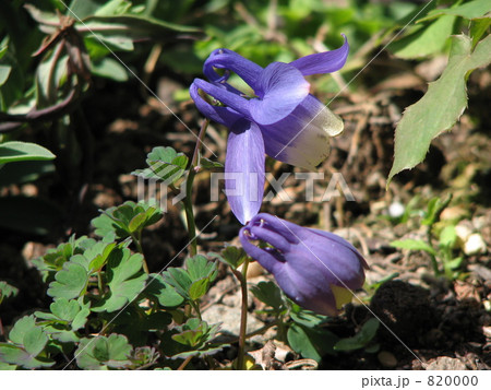 ミヤマオダマキ　高山植物 820000