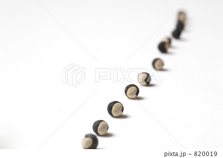 風船葛の種 820019