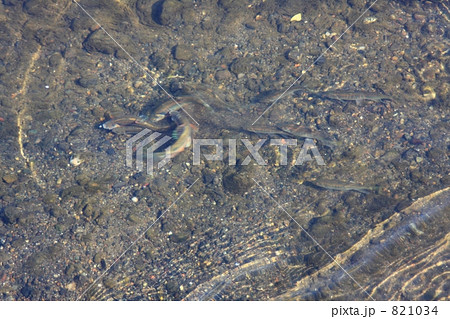 産卵 産卵 821034