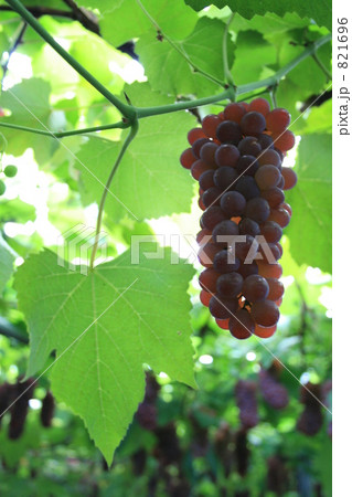 葡萄 821696