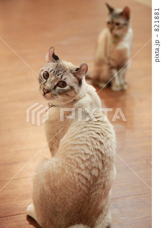 見返り美人ネコの写真素材 [821881] - PIXTA