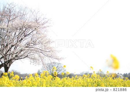 桜と菜の花 821886
