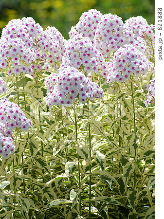 フロックス 821888