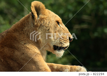 王者の妻 王者の妻 822294