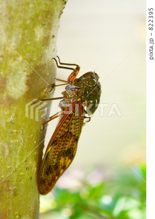 アブラゼミ 822395