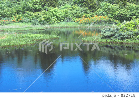 夏の睡蓮沼（青森県） 822719