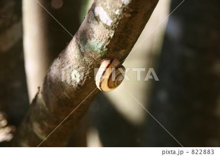 でんでんむし 822883