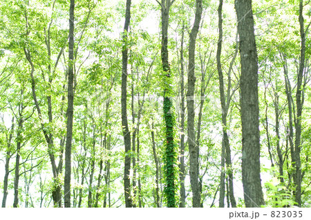 ハンノキの森林 823035