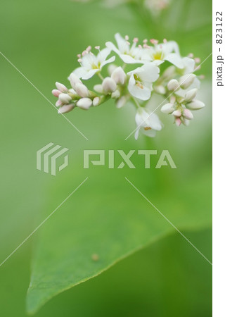 蕎麦の花 823122