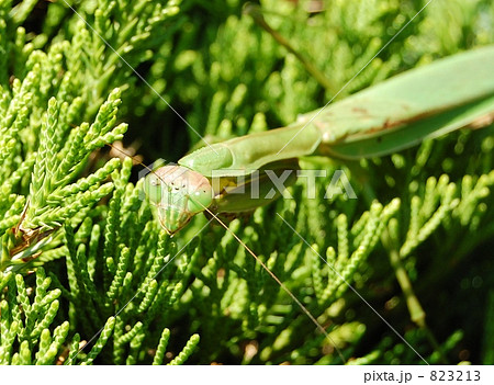 カマキリ カマキリ 823213