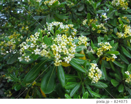 トベラの花 824075