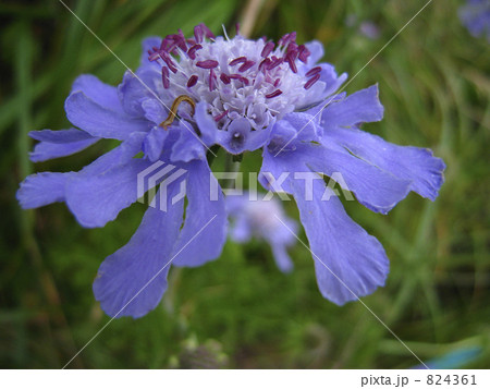 マツムシ草 マツムシ草 824361