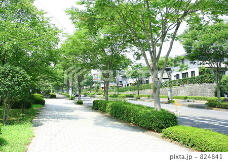 街路樹と並木道 824841