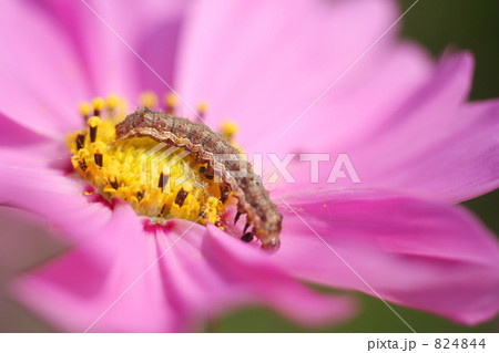 コスモスとワーム コスモスとワーム 824844