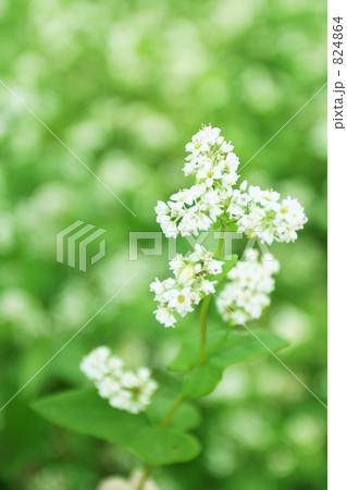 そばの花 そばの花 824864