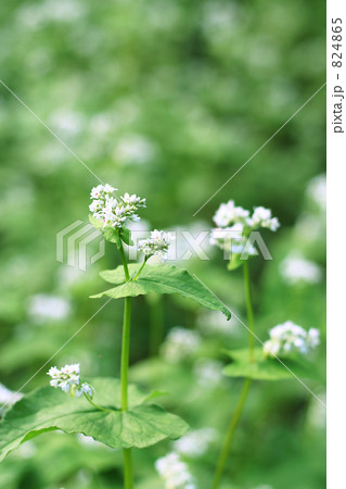そばの花 824865