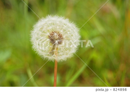 たんぽぽの綿毛 824898