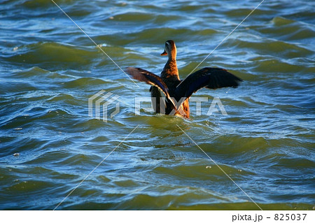 伊佐沼を流離う 伊佐沼を流離う 825037