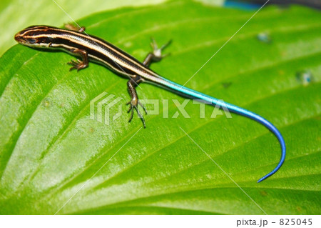 ニホントカゲ pt.1 ニホントカゲ pt.1 825045