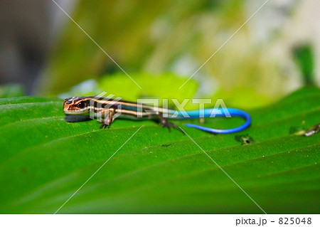 ニホントカゲ　pt.3 825048