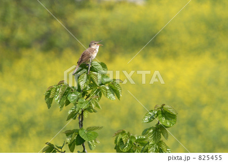 菜の花とオオヨシキリ 825455