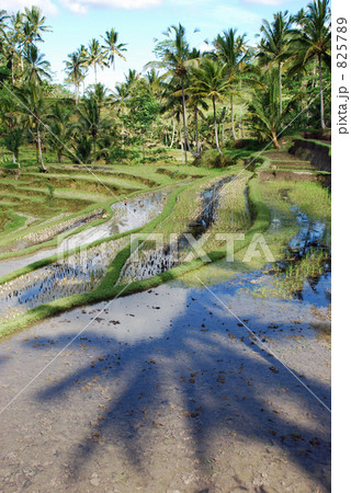 バリ島のライステラス 825789